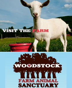 Woodstock Animal Sanctuary